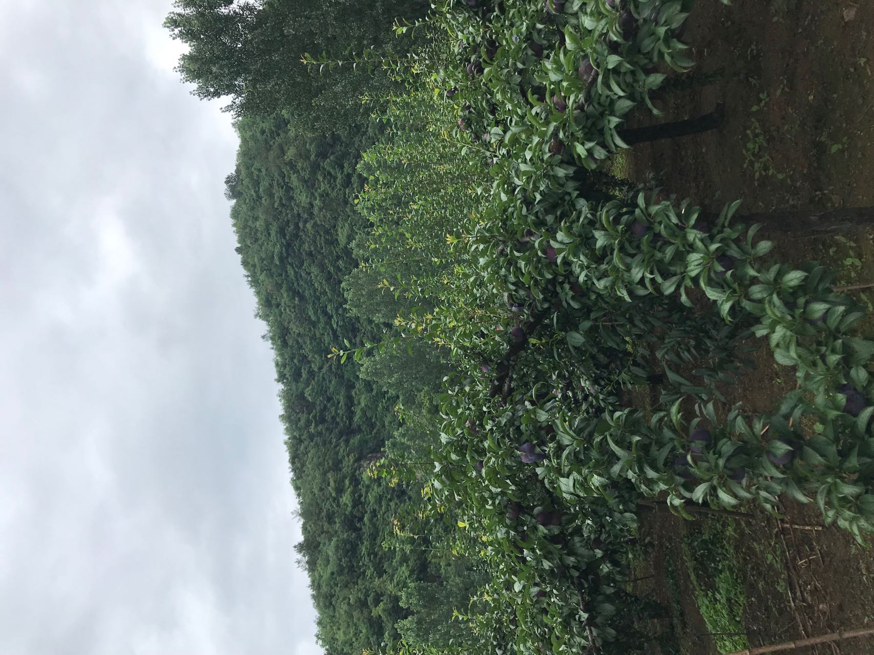 云南丽江高山果园中的黑宝石李挂果场景