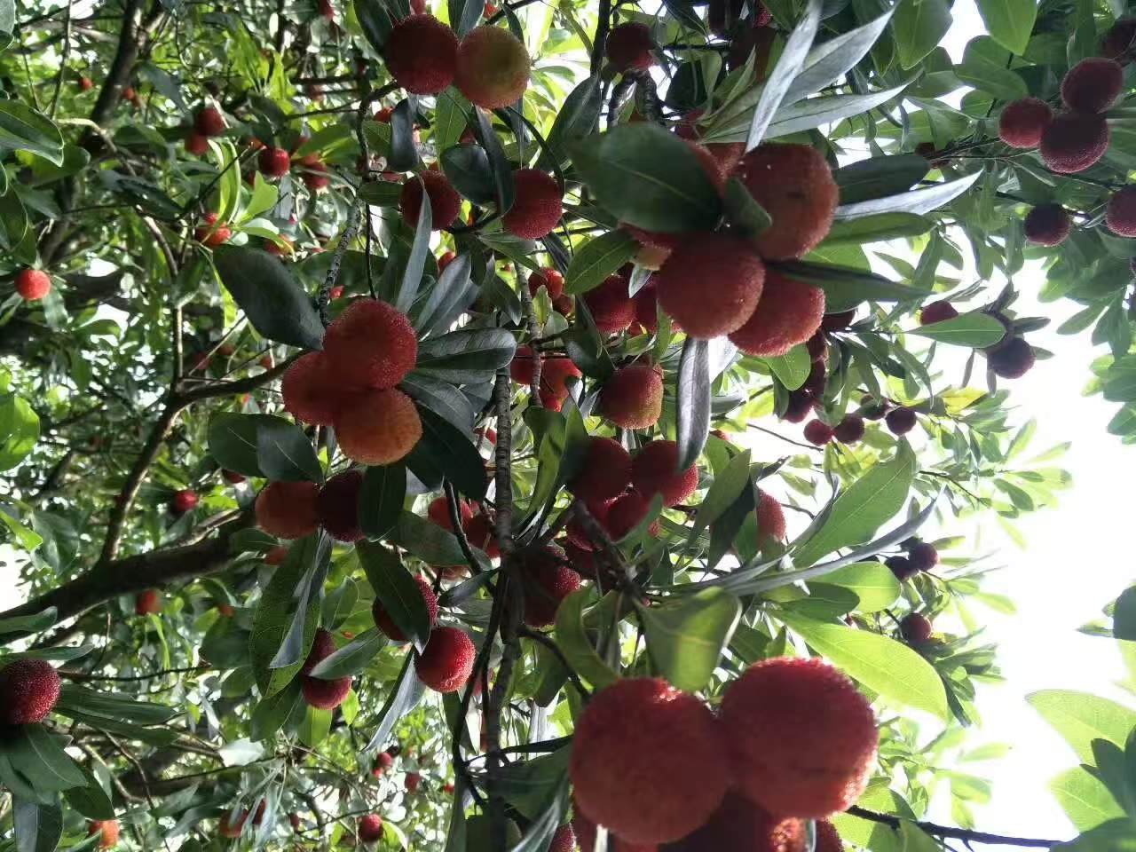 一位农民站在杨梅树下,手持篮子正在手工采摘枝头硕大的东魁杨梅,阳光透过树叶洒在果实上,呈现出紫黑色光泽。树上果实密集,个头明显大于常规杨梅,背景为浙江丘陵果园环境 农户正在采摘东魁杨梅的场景