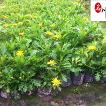供应木春菊杯苗色块工程苗木春菊花坛花海花境木春菊
