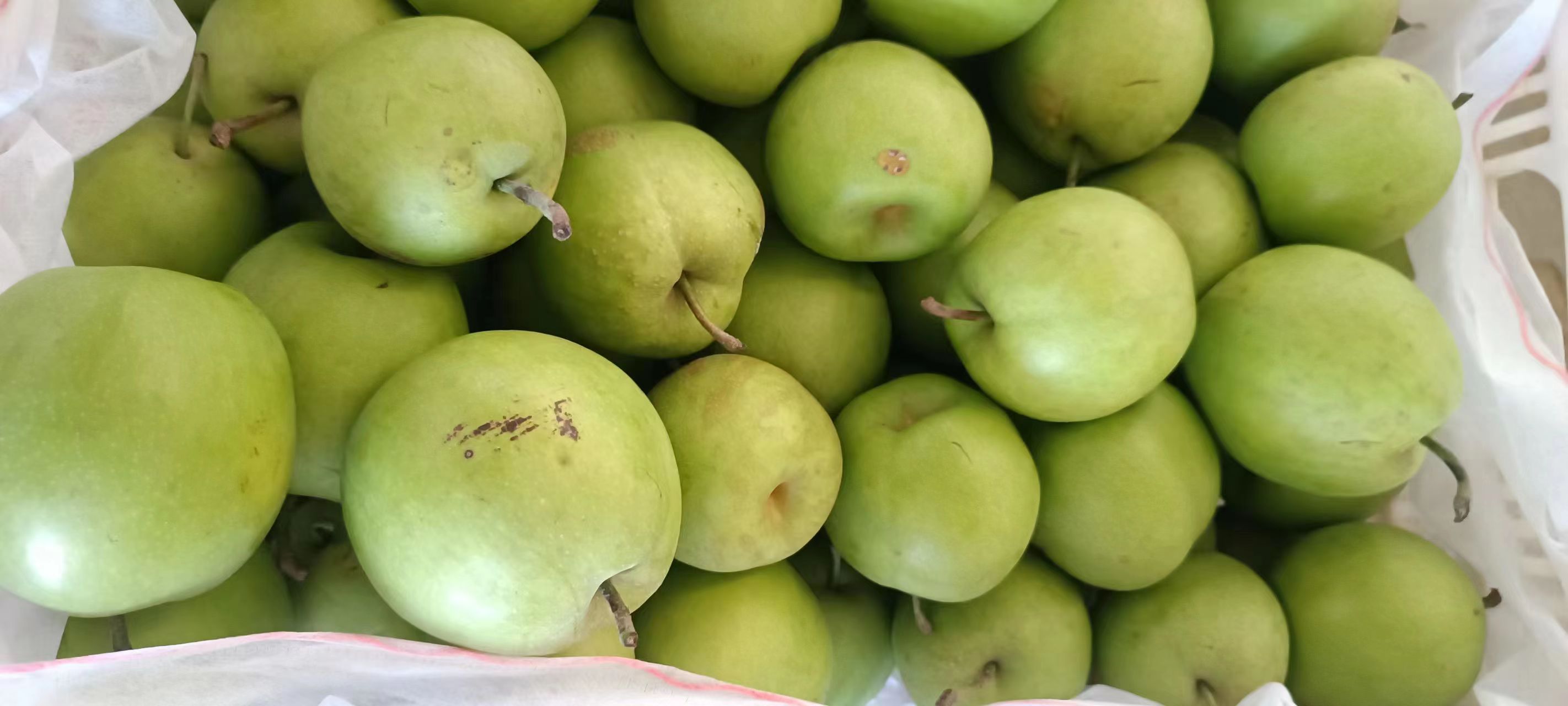 翠冠梨果园实景