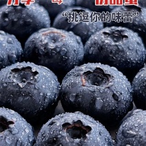[牛]辽宁丹东温室L25蓝莓大量上市基地直供