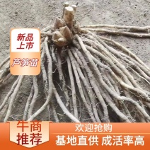 紫芦笋苗抗病高产一年种植多年收益耐寒多年生