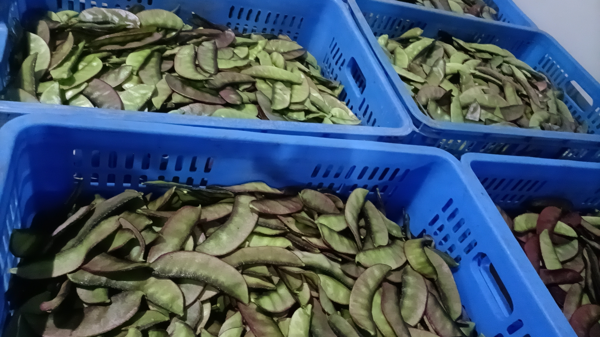 紫扁豆放入保鲜袋准备冷藏保存的场景,展示其新鲜状态 紫扁豆保存图