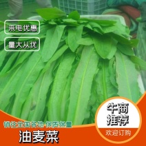 【牛商推荐】油麦菜产地直发大量供应欢迎来电咨询