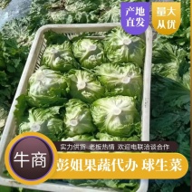 精品球生菜大量上市品质保证一手货源量大从优欢迎联系