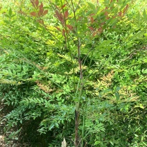供应南天竹杯苗-园林景观工程苗-常绿灌木-成都苗木基地