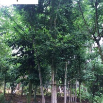 丛生皂角树-单杆皂荚树批发-四川绿化苗木批发-产地价格