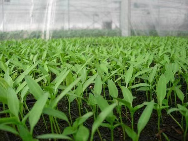 牛角椒温室栽培现场