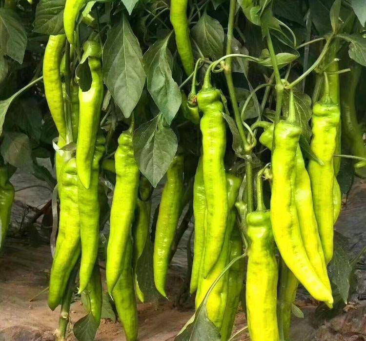 展示江苏牛角椒植株生长状态及成熟果实的高清图片 江苏牛角椒植株与果实展示