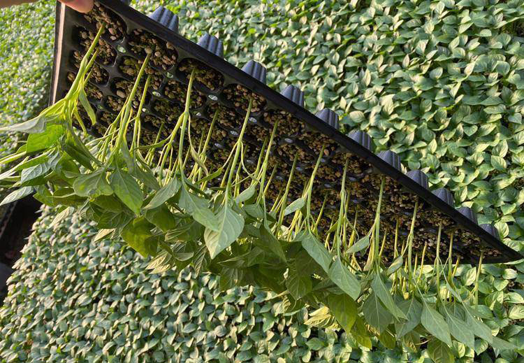 牛角椒幼苗育苗盘实景图：黑色穴盘中整齐排列着健壮牛角椒幼苗，每穴1株，株高约10cm，茎粗节短，子叶完好，已展开4–5片深绿色真叶，叶面无斑点，根系白嫩密集，盘底可见少量透出的须根