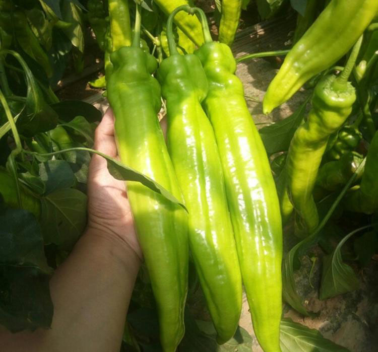 图中左侧为尖椒,右侧为牛角椒,清晰展示两者在果型、颜色上的差异 牛角椒与尖椒外观对比