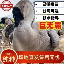 【推荐】汕头狮头鹅巨无霸狮头鹅幼小狮头鹅鹅苗厂家直供货源