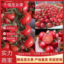 山东千禧贝贝贝多芬亮贝小柿子小番茄直供