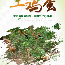 纯正散养土鸡蛋，保证新鲜，欢迎大家来采购！