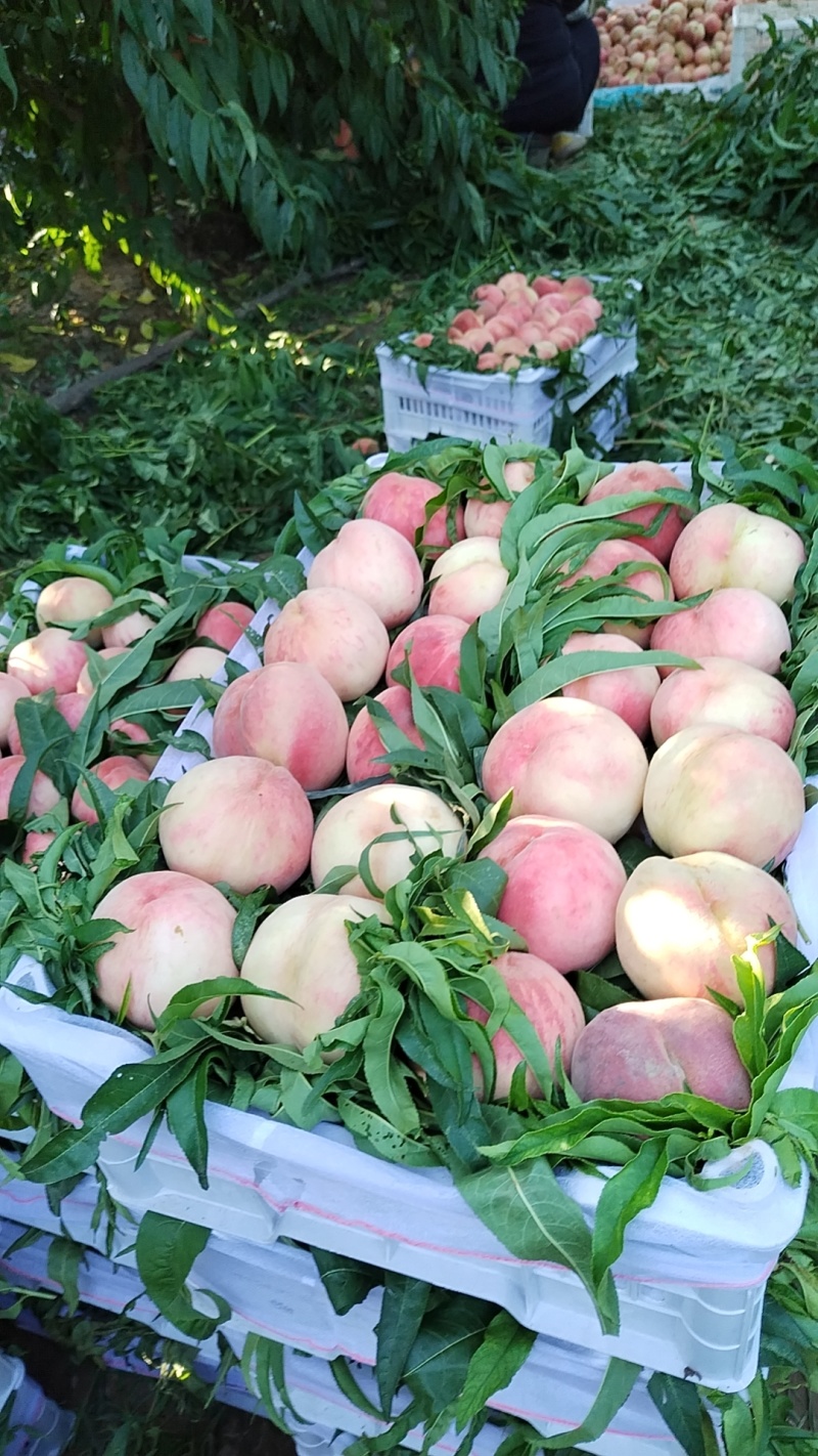 河北广宗,京玉毛桃,口感脆甜,果面光净,无虫眼,无裂果.