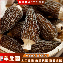 云南羊肚菌羊肚菌干货煲汤食材野生羊肚菌批发一手货源供