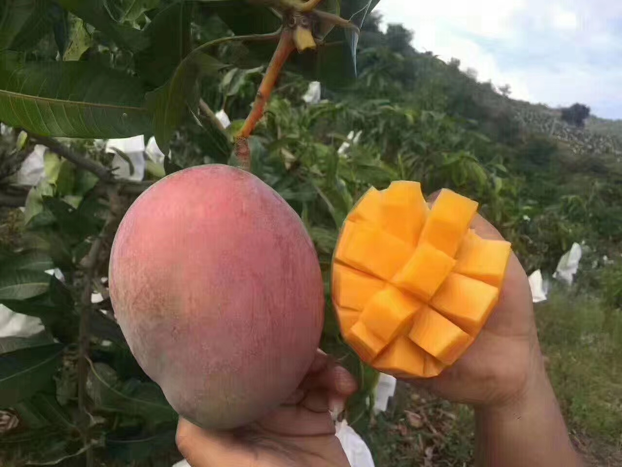 凯特芒果肉显微结构示意图