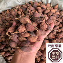 草果短把草果电烤生晒无烟果草果把子去把大个头草果