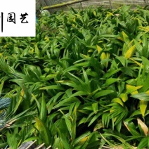 长期供应优质小蒲葵成都蒲葵基地园林庭院常绿灌木