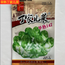 丁家儿菜种子早熟147杂交儿菜种子耐寒基地专用蔬菜种子