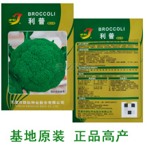 基在优品高端品春秋季松花菜种子花椰菜种子绿花菜西兰花种子