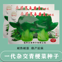 基地专用夏季高产青梗菜种子好吃耐热生长快叶色鸡毛菜种子