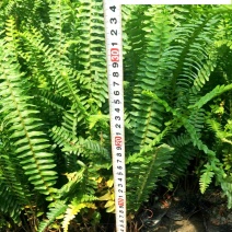 肾蕨排骨草杯苗供应高度30公分苗圃自产量大优惠