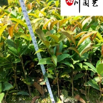 四季桂佛顶珠小苗批发苗圃自产常绿工程苗四季桂佛顶珠