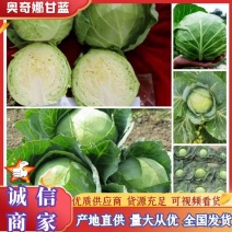 奥奇娜甘蓝来自大山深处，无虫眼，无烧心，耐运输