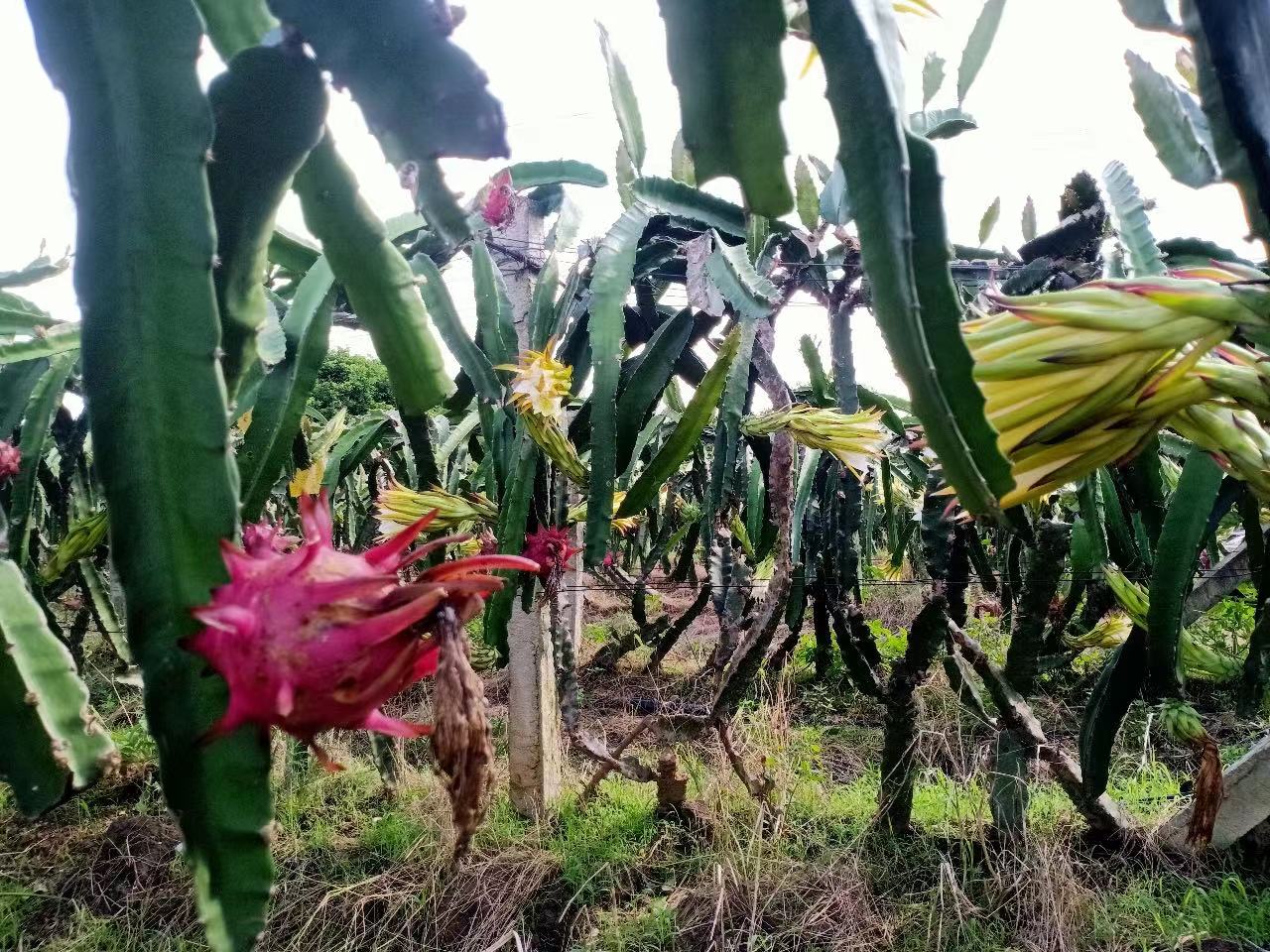 火龙果花蕾疏剪操作