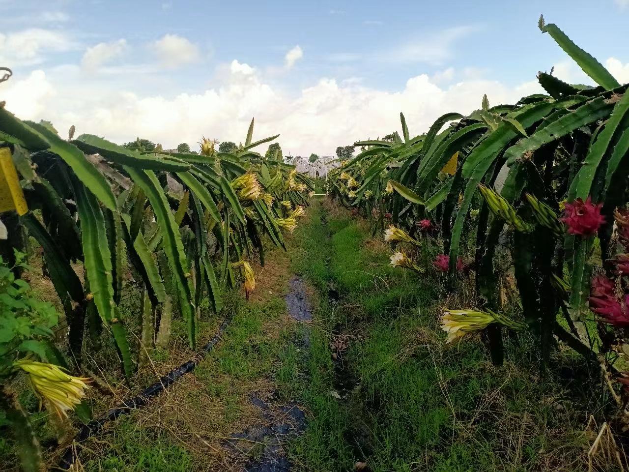 白心火龙果种植园