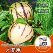 云南人参果，当季节，精品果子，清甜多汁，基地直供，质量保