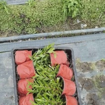 四川钓钟柳杯苗多年生常绿花卉量大优惠花境花坛布景