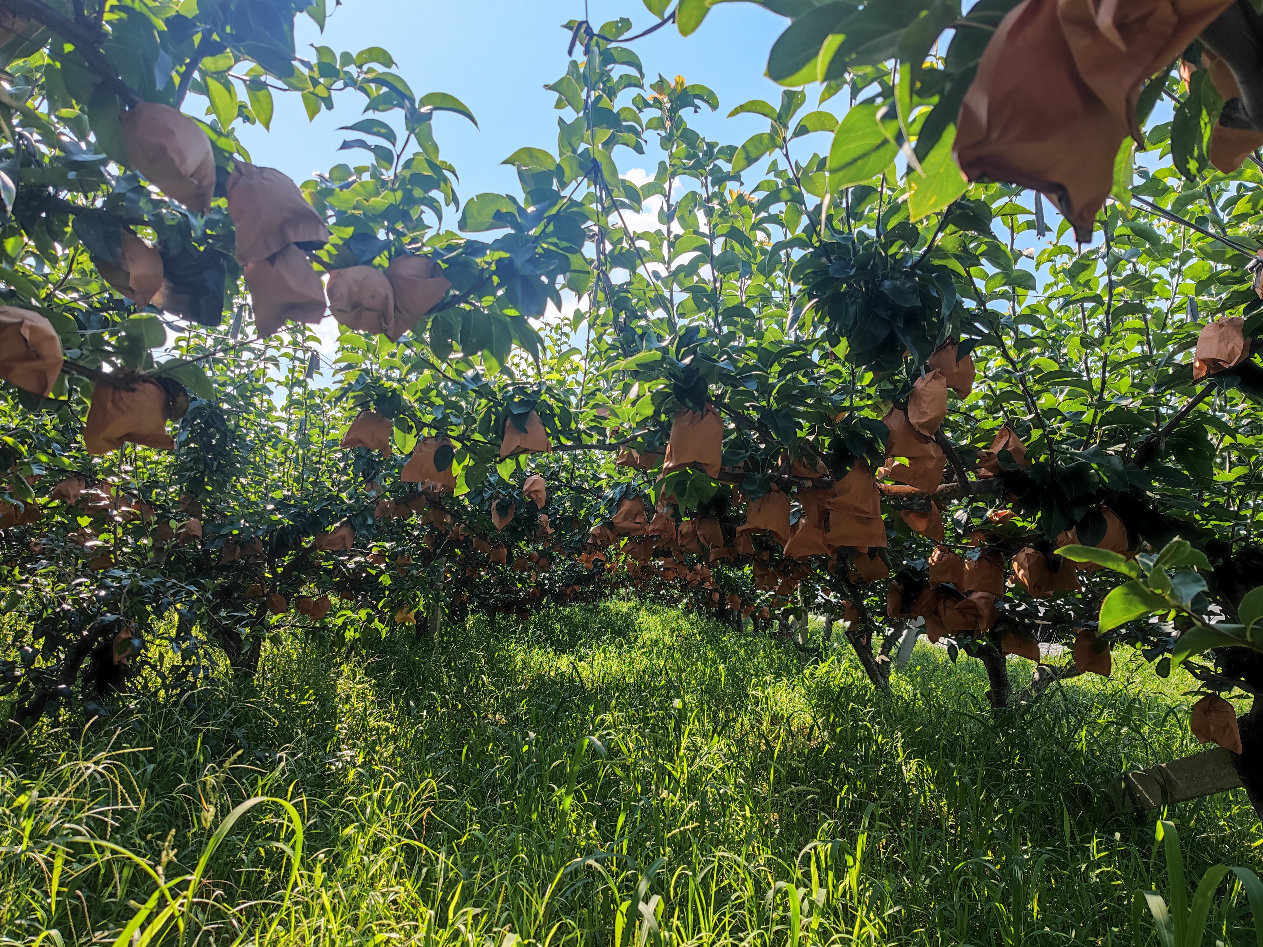 秋月梨果园实景图