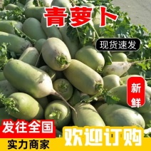 开封青萝卜，可走市场可供电商1.5斤左右起热卖中！