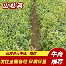 山杜英50～80高杯苗大量供应保质保量对接全国客商欢迎咨