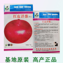 红皮洋葱种籽洋葱种子紫红皮黄皮高产洋葱圆葱早熟四季蔬菜种