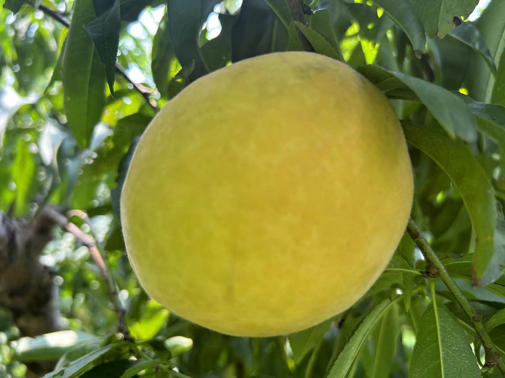 果农正在手工采摘成熟的南非二号黄桃