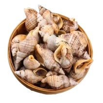 贝贝螺捞汁海鲜原料