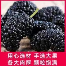 【产地大量供应】四川桑椹干2026年新货粒大无沙桑椹