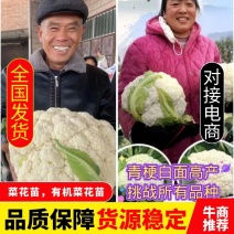 抗热免盖球，有机菜花苗，青梗白面，小米粒，发货方便，