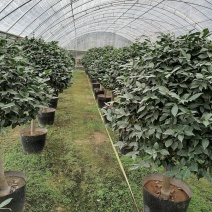 超高性价比茶花免费送货基地直发