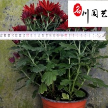 常年供应荷兰菊耐寒好养易活优质苗木批发基地耐寒花卉