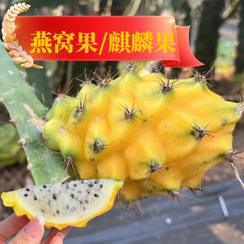 [麒麟果批发]海南东方市火龙果 15.00元/斤海南燕窝果 麒麟 _ 一亩田