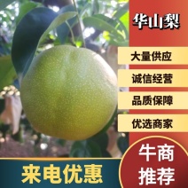【精选华山梨】华山梨山东精选梨产地直供对接商超市场电联