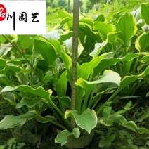 产地供应花叶玉簪好养易活成都盆栽花叶玉簪报价耐阴地