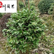 四川基地直供茶梅球自产自销四季常绿开花灌木球