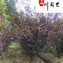 基地批发优质美人梅成都梅花树厂家5-10公分美人梅