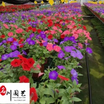 供应时令草花矮牵牛成都矮牵牛基地颜色多花坛花镜布景