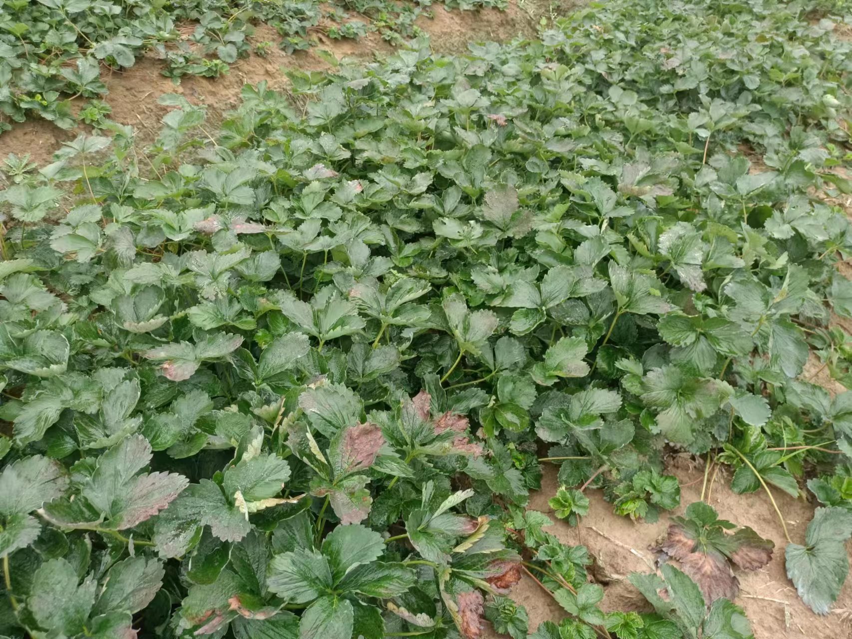 一株健康的红颜草莓植株,展示其典型的三片小叶组成的复叶结构,叶片呈深绿色,表面光滑有蜡质层反光,边缘具规则锯齿,叶脉清晰隆起,叶柄细长带浅紫色晕染,背景为湿润疏松的黑色营养土 红颜草莓成年植株的完整三出复叶特写